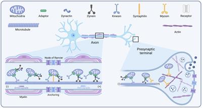 Mitochondrial transport in neurons and evidence for its involvement in acute neurological disorders